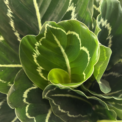 Calathea Green Lipstick