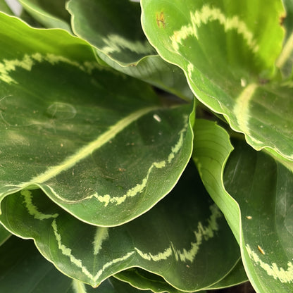 Calathea Green Lipstick