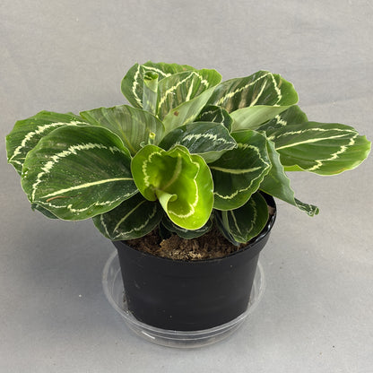 Calathea Green Lipstick