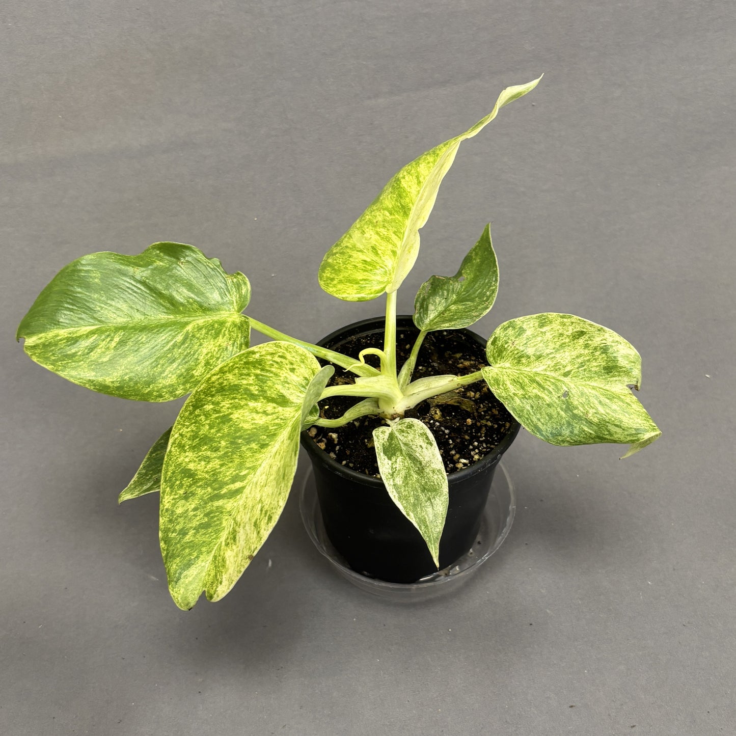 Philodendron 'Giganteum'