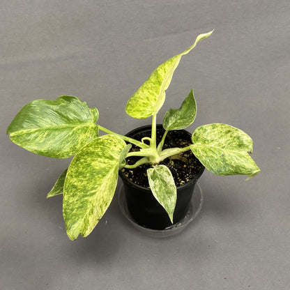 Philodendron 'Giganteum'