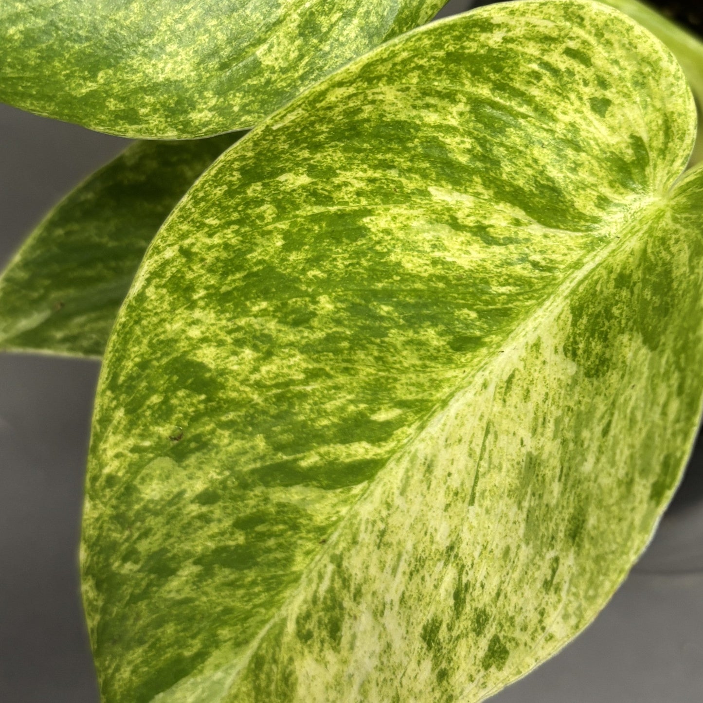 Philodendron 'Giganteum'