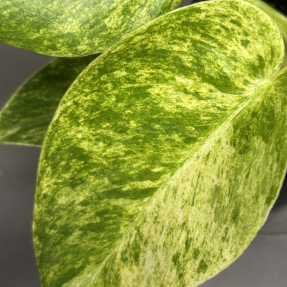 Philodendron 'Giganteum'