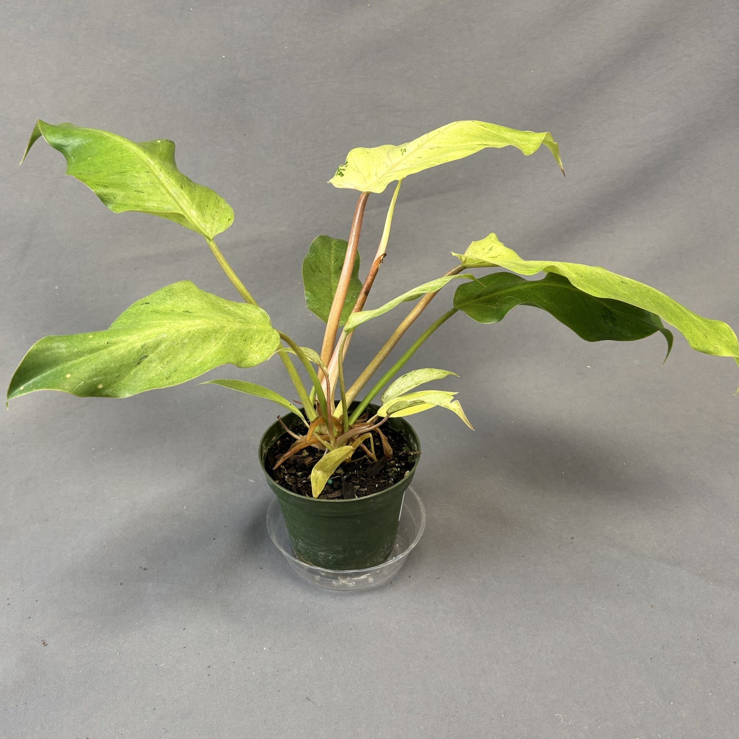 Philodendron Snowdrift Variegated