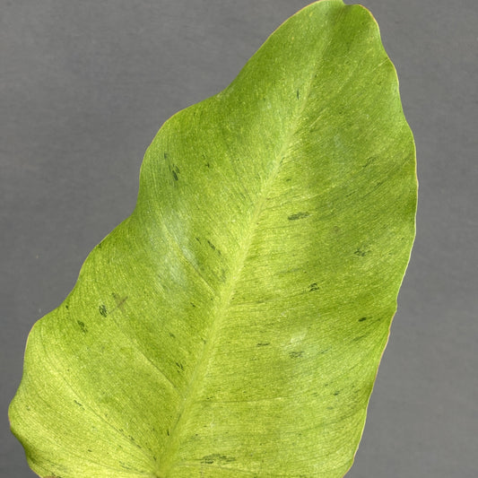 Philodendron Snowdrift Variegated