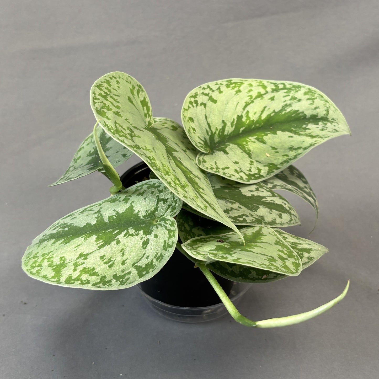 Scindapsus 'Exotica'
