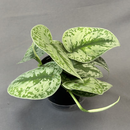 Scindapsus 'Exotica'