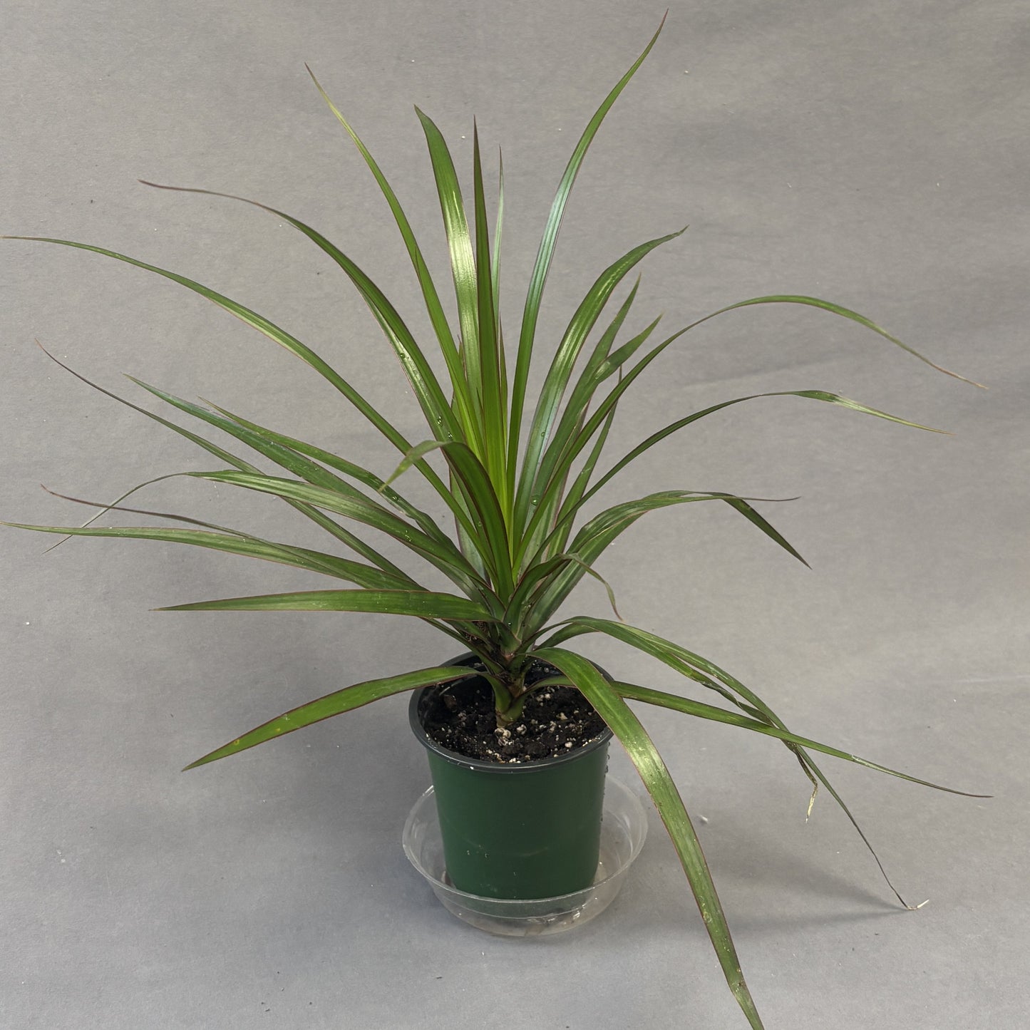 Dracaena marginata
