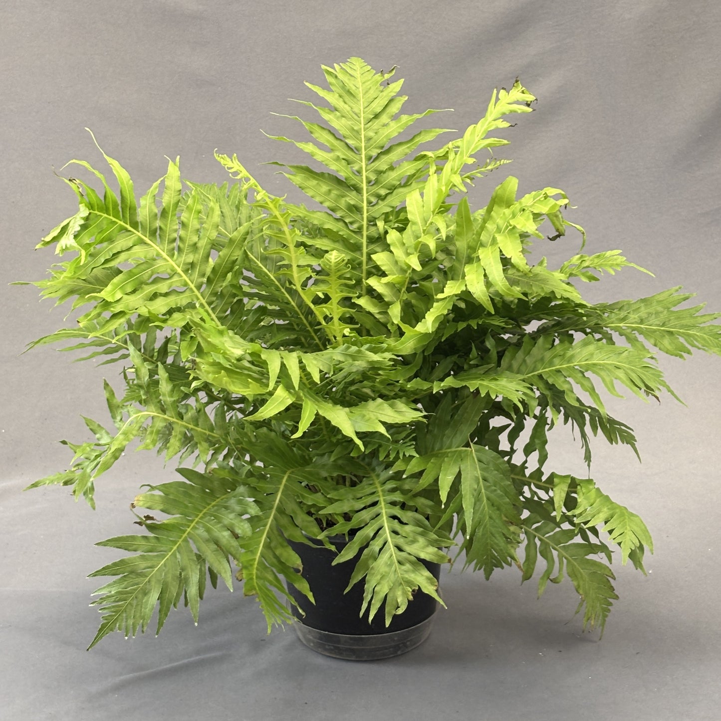 Silver Lady Tree Fern
