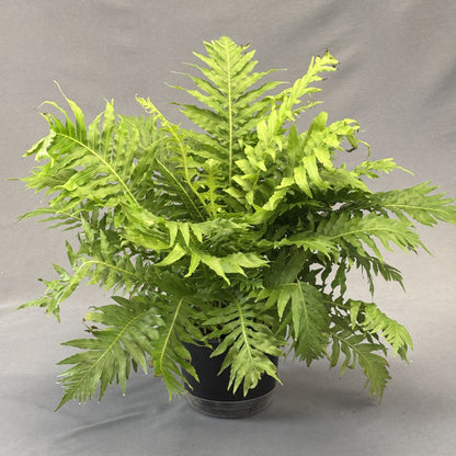 Silver Lady Tree Fern