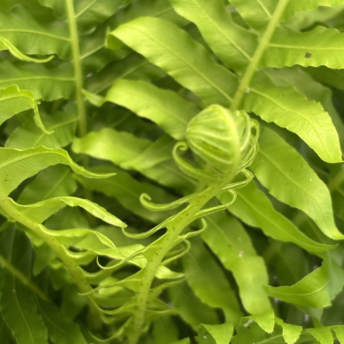 Silver Lady Tree Fern