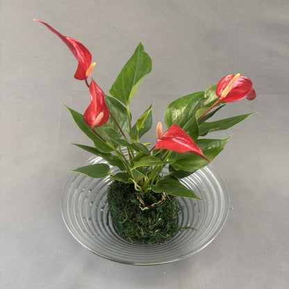 Anthurium andreanum