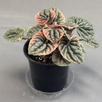 Peperomia Abricos