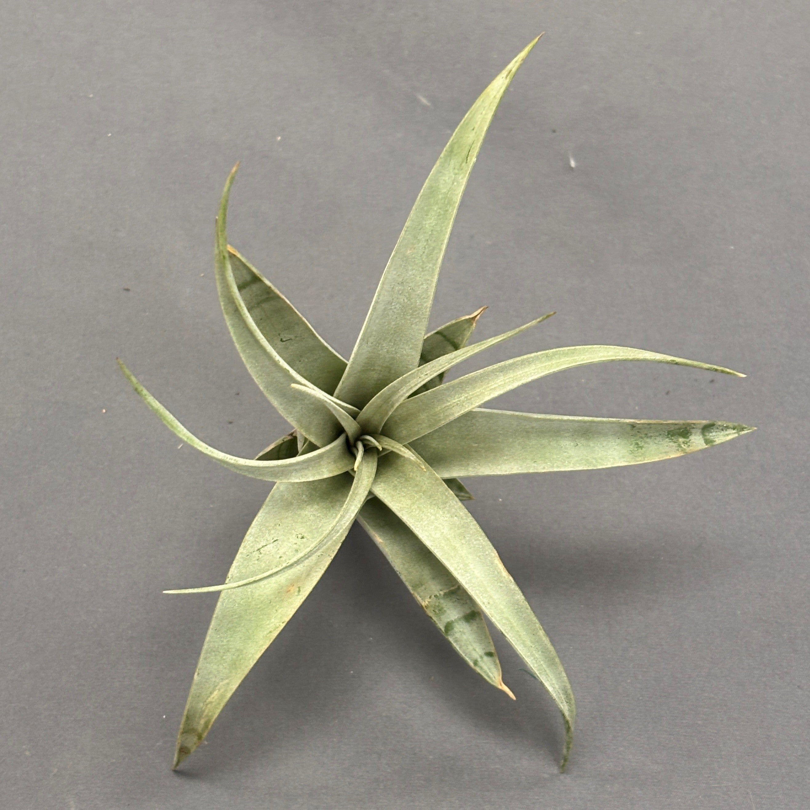 Air Plants
