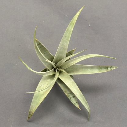 Air Plant