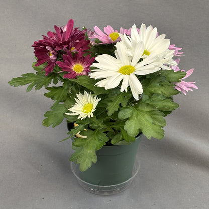 Spring Chrysanthemum