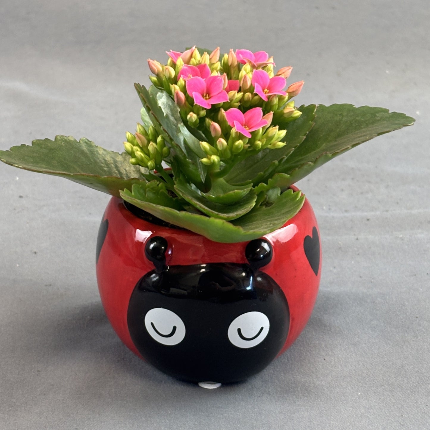 Kalanchoe
