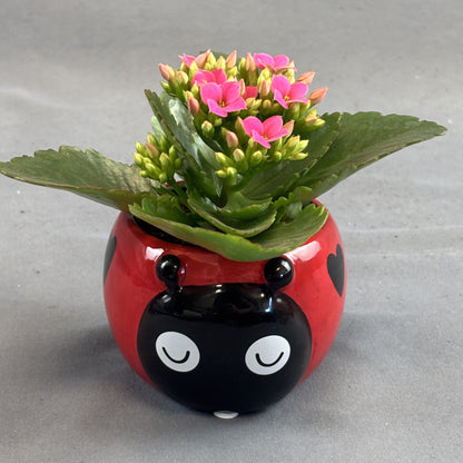 Kalanchoe