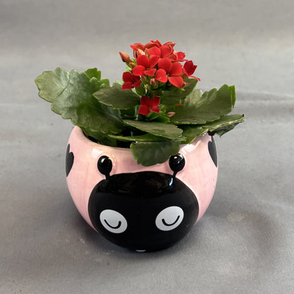 Kalanchoe