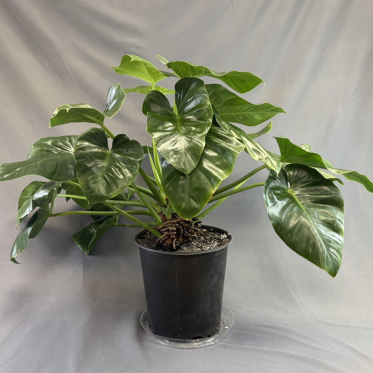 Philodendron 'Giganteum'