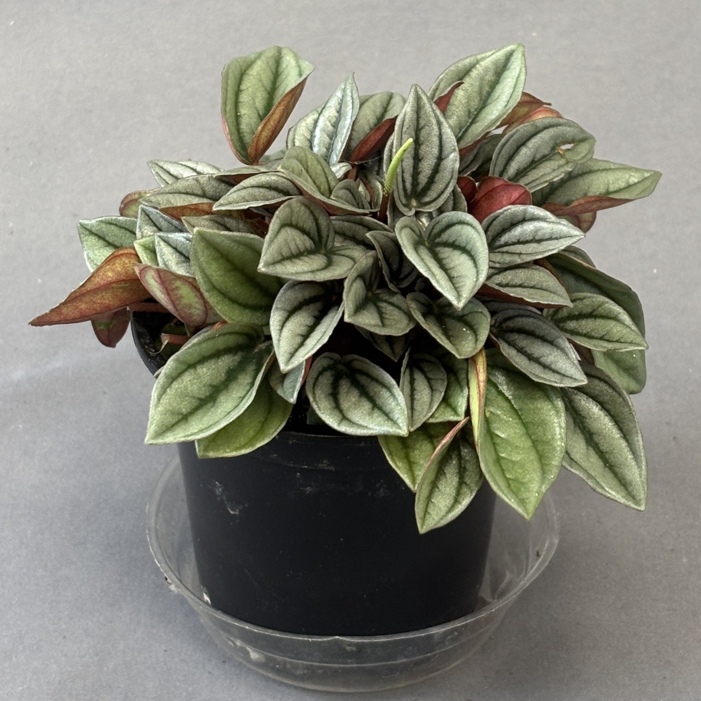 Peperomia Napoli Nights