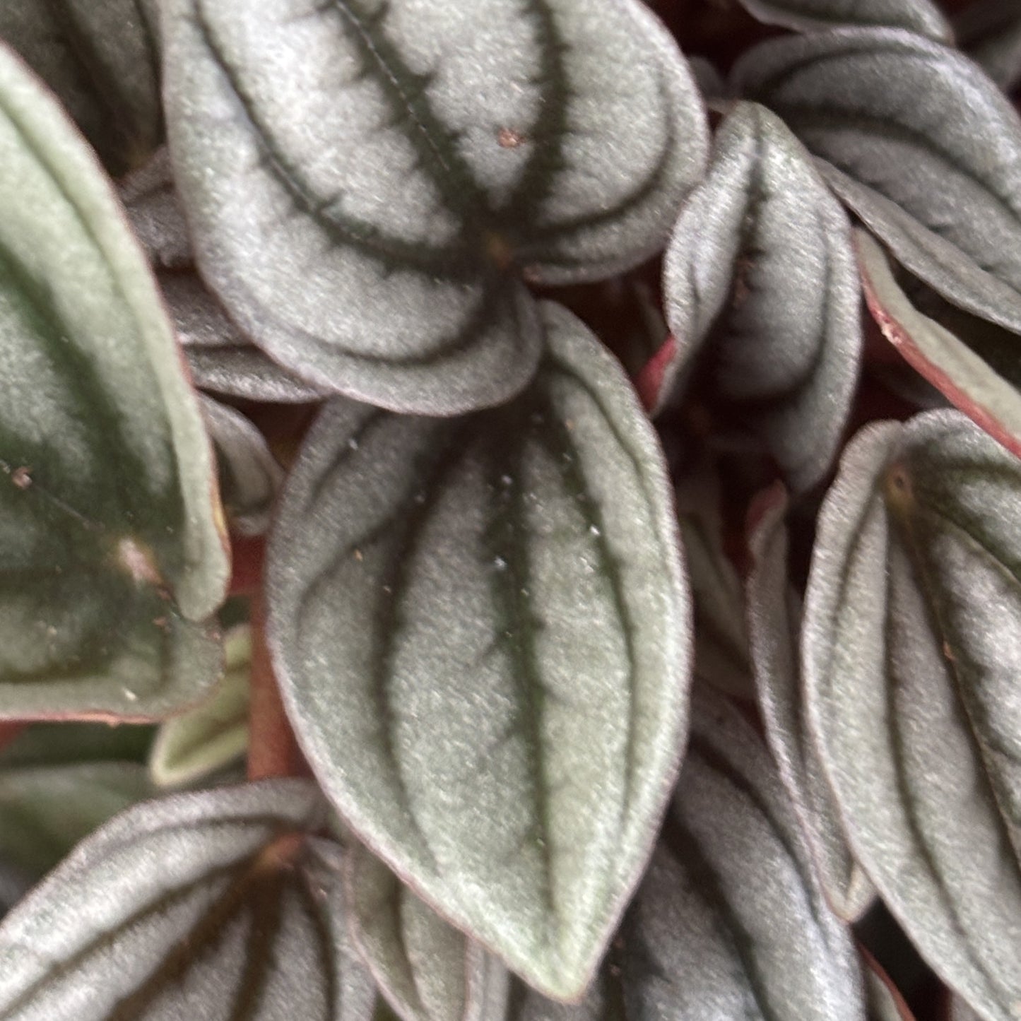 Peperomia Napoli Nights