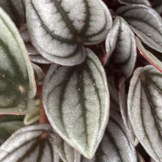 Peperomia Napoli Nights