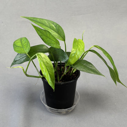 Pothos 'Baltic Blue'