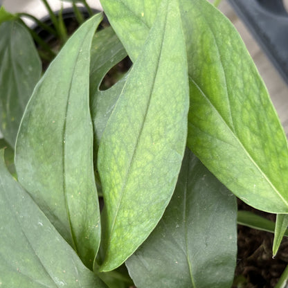 Pothos 'Baltic Blue'