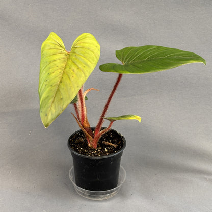 Philodendron Serpens