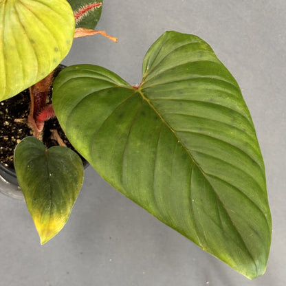 Philodendron Serpens