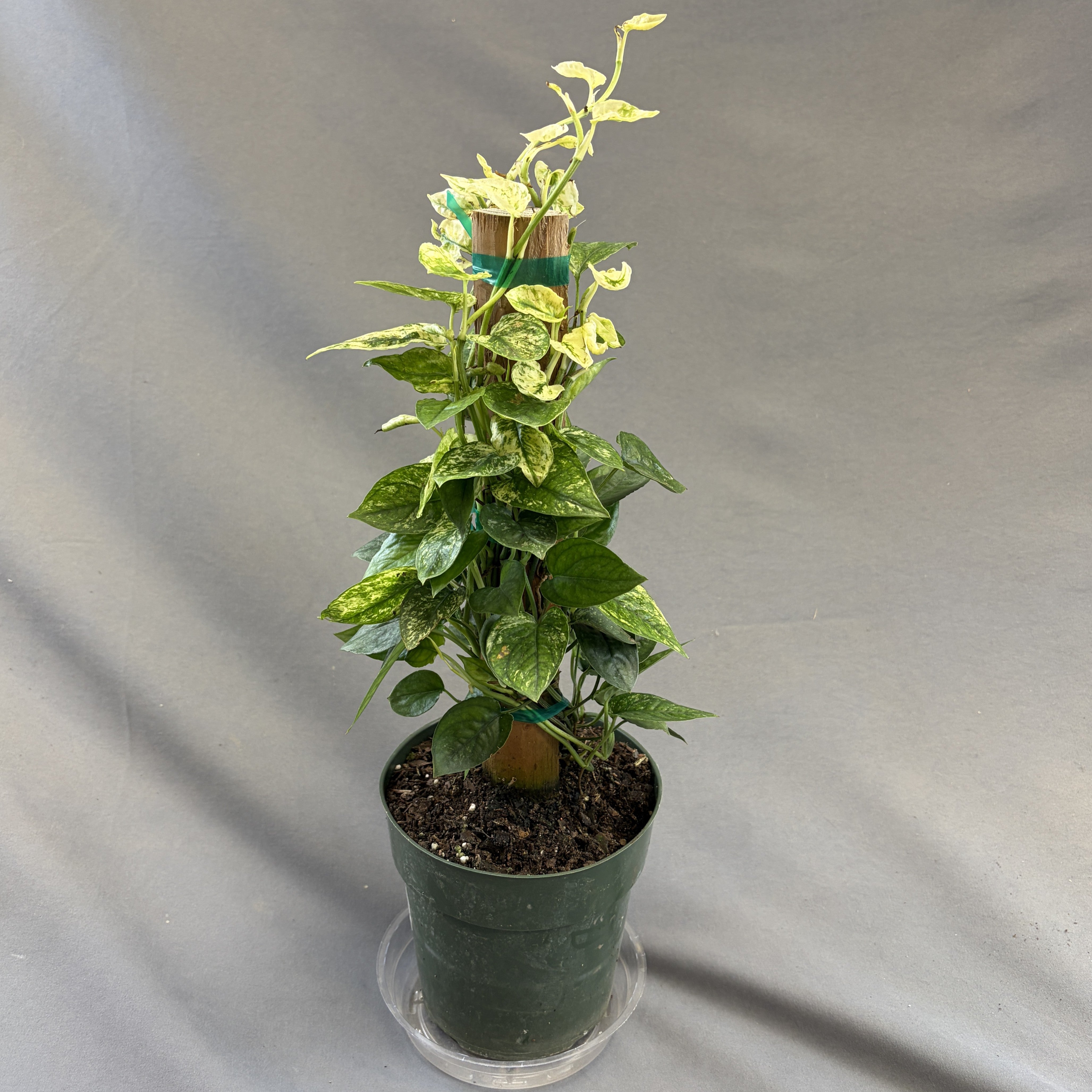 Pothos Cebu Blue Ghost