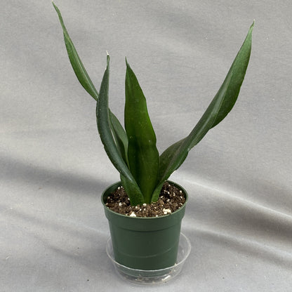 Snake Plant Black Diamond