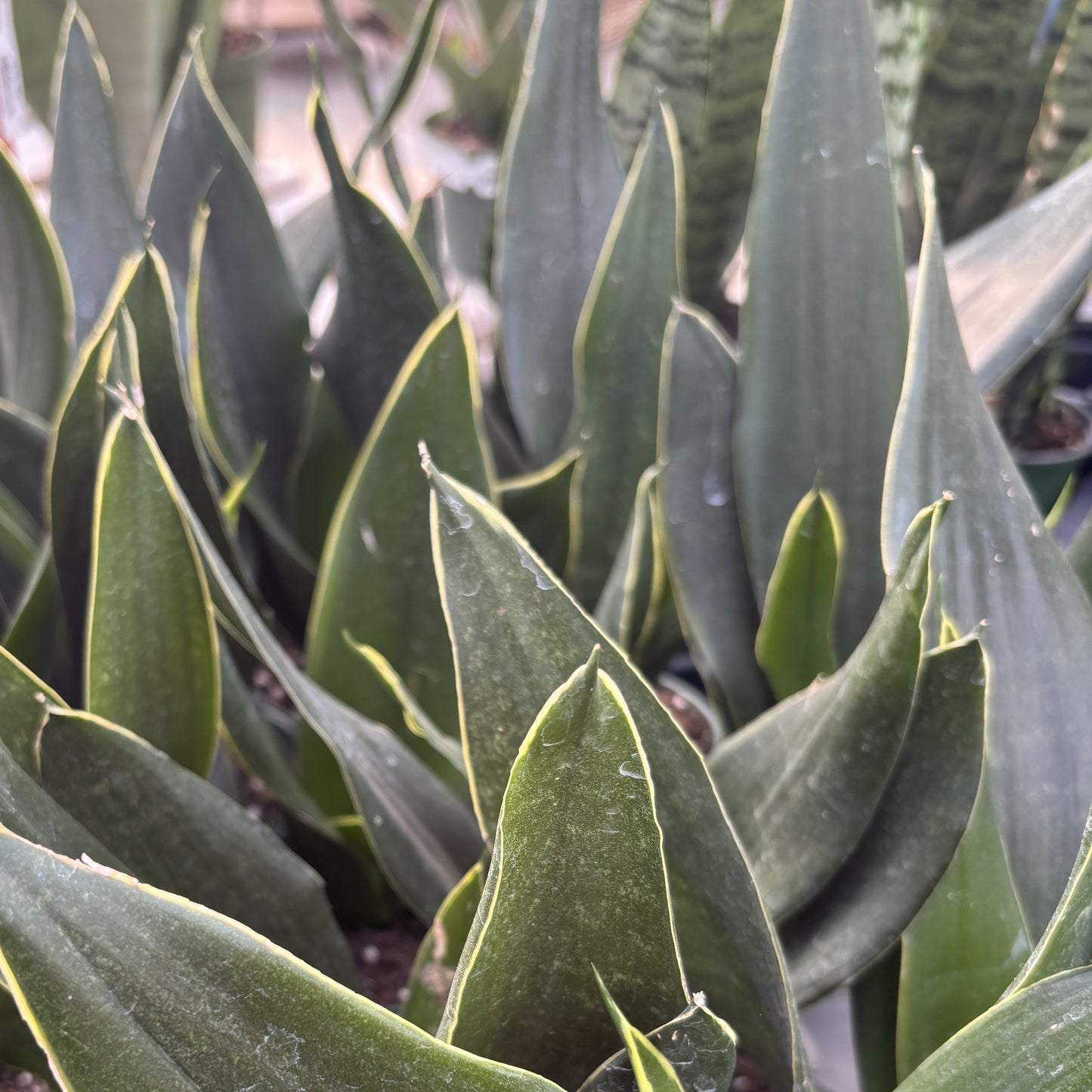 Snake Plant Black Diamond