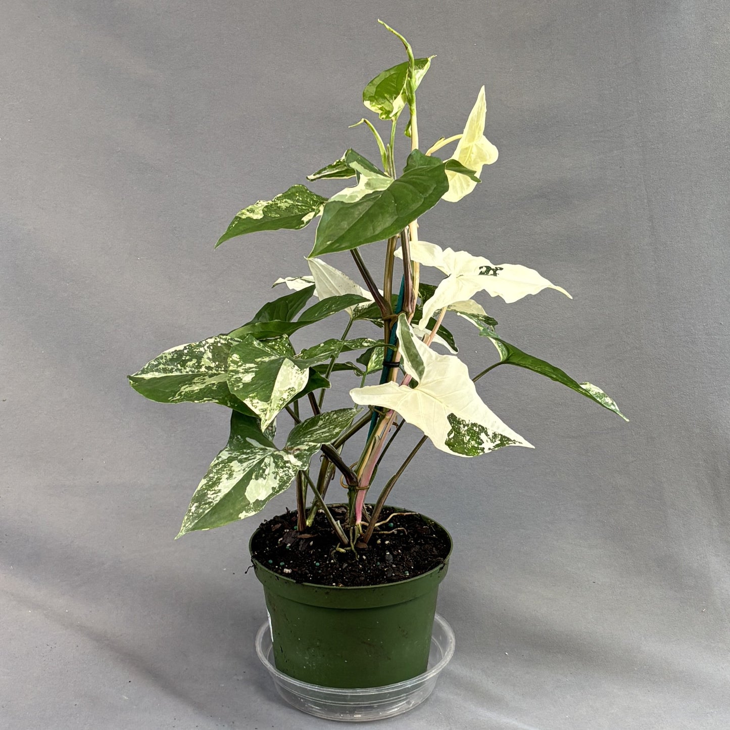 Arrowhead 'Albo' Variegata