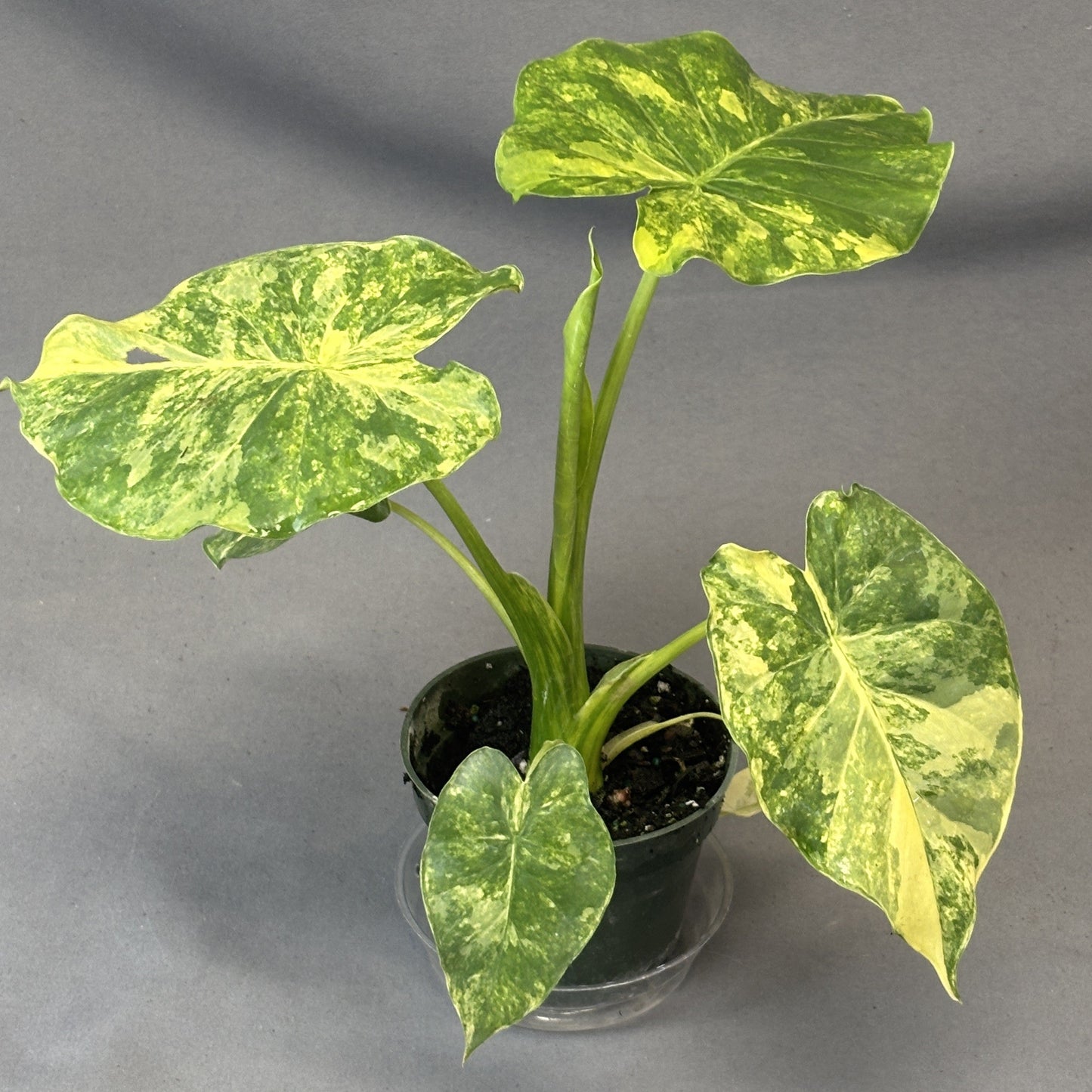 Alocasia gageana Aurea