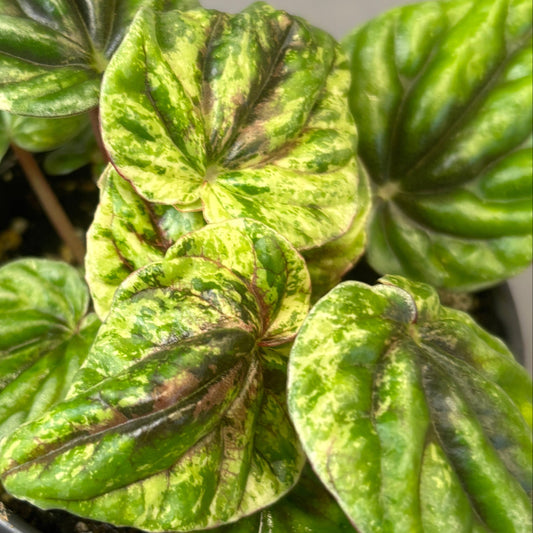 Peperomia Buenos Aires