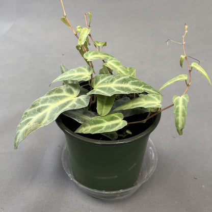 Amazon Jungle Vine