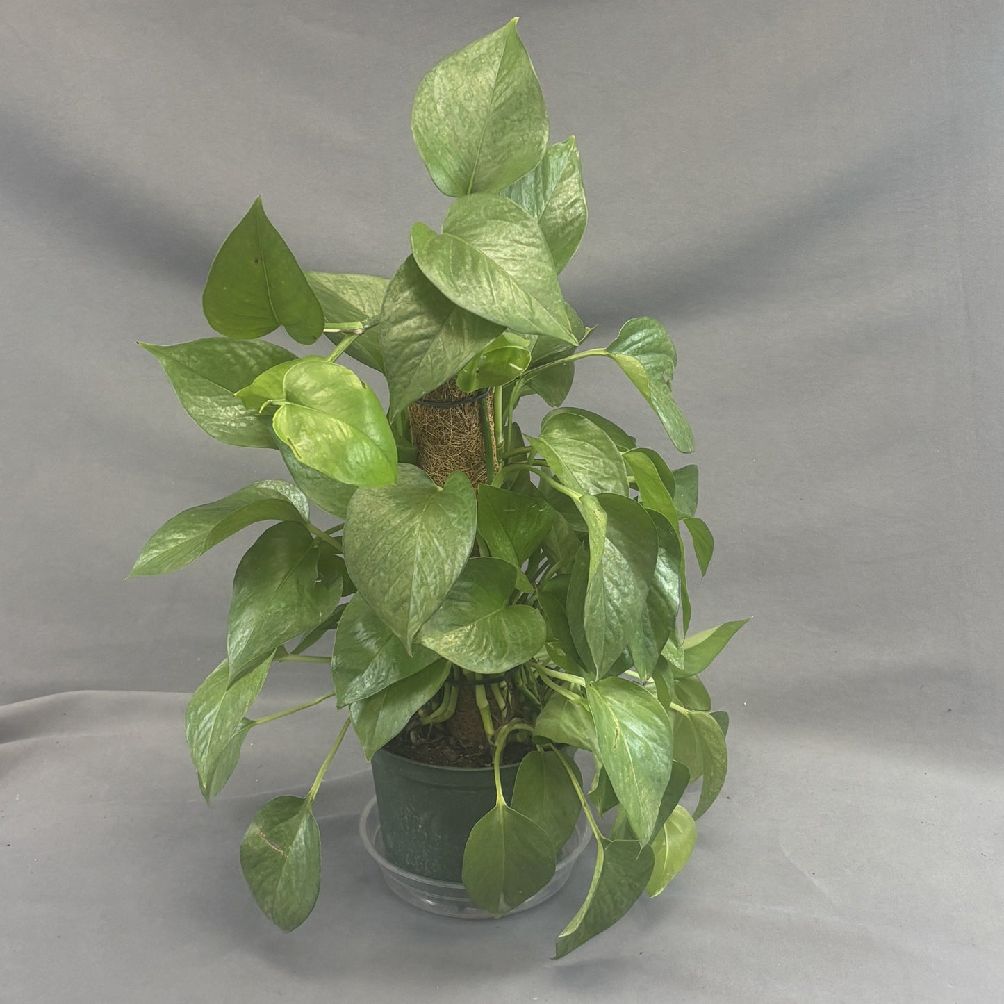 Pothos 'Jade'