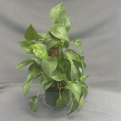 Pothos 'Jade'