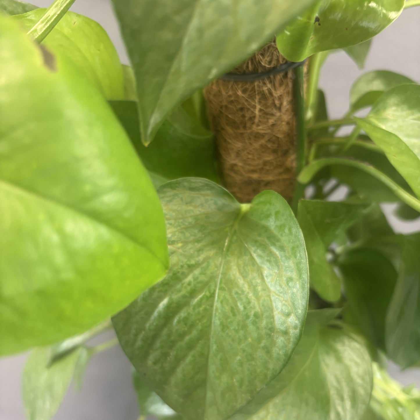 Pothos 'Jade'
