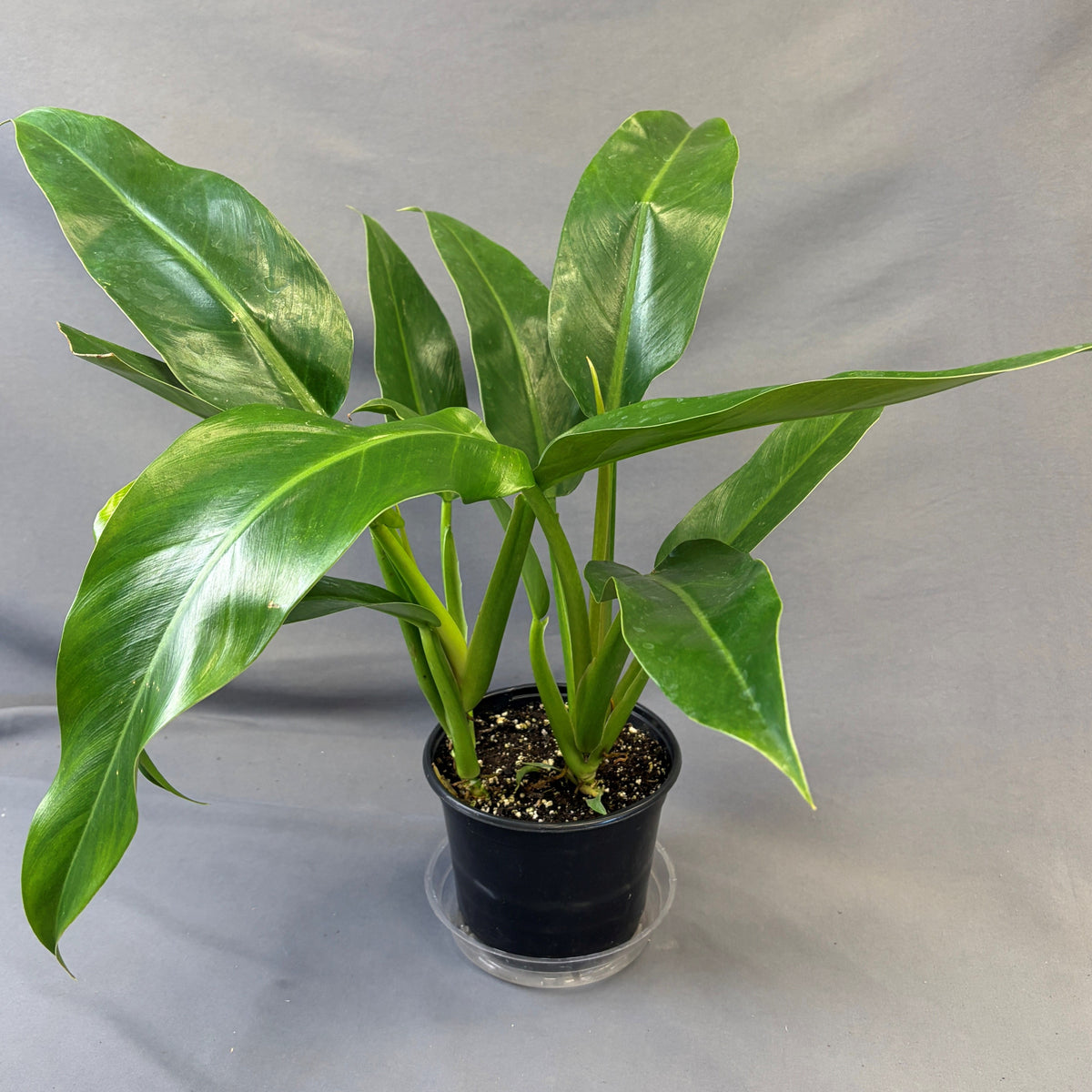 Philodendron elegans