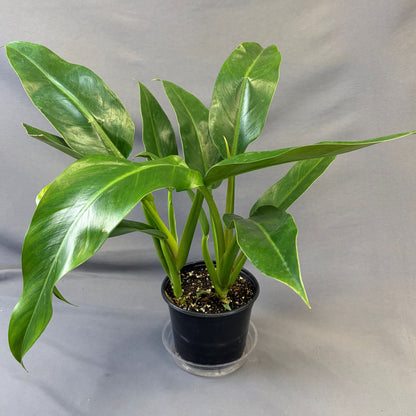 Philodendron elegans