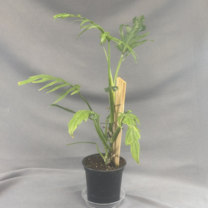 Philodendron elegans