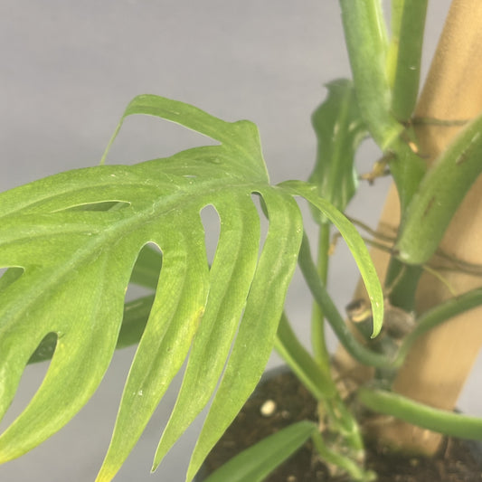 Philodendron elegans