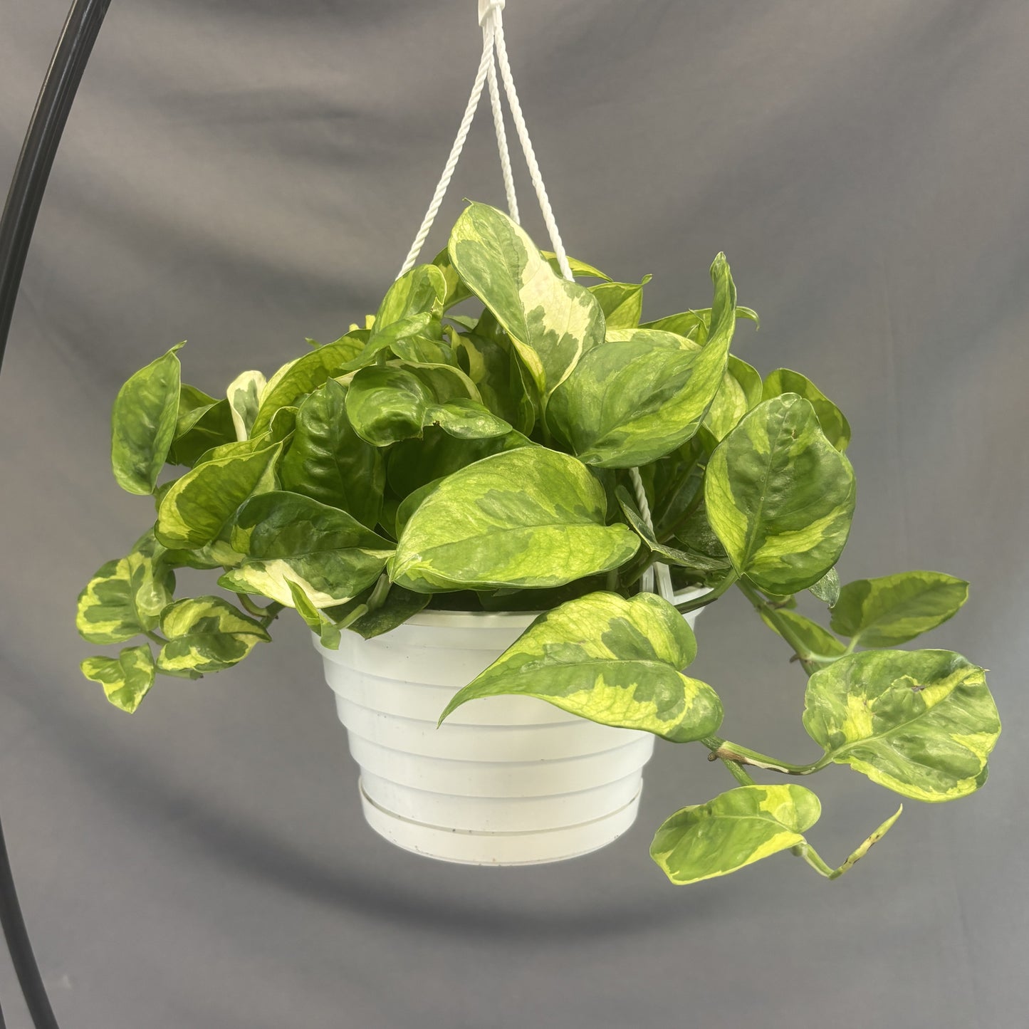 Pothos 'Lemon Meringue'