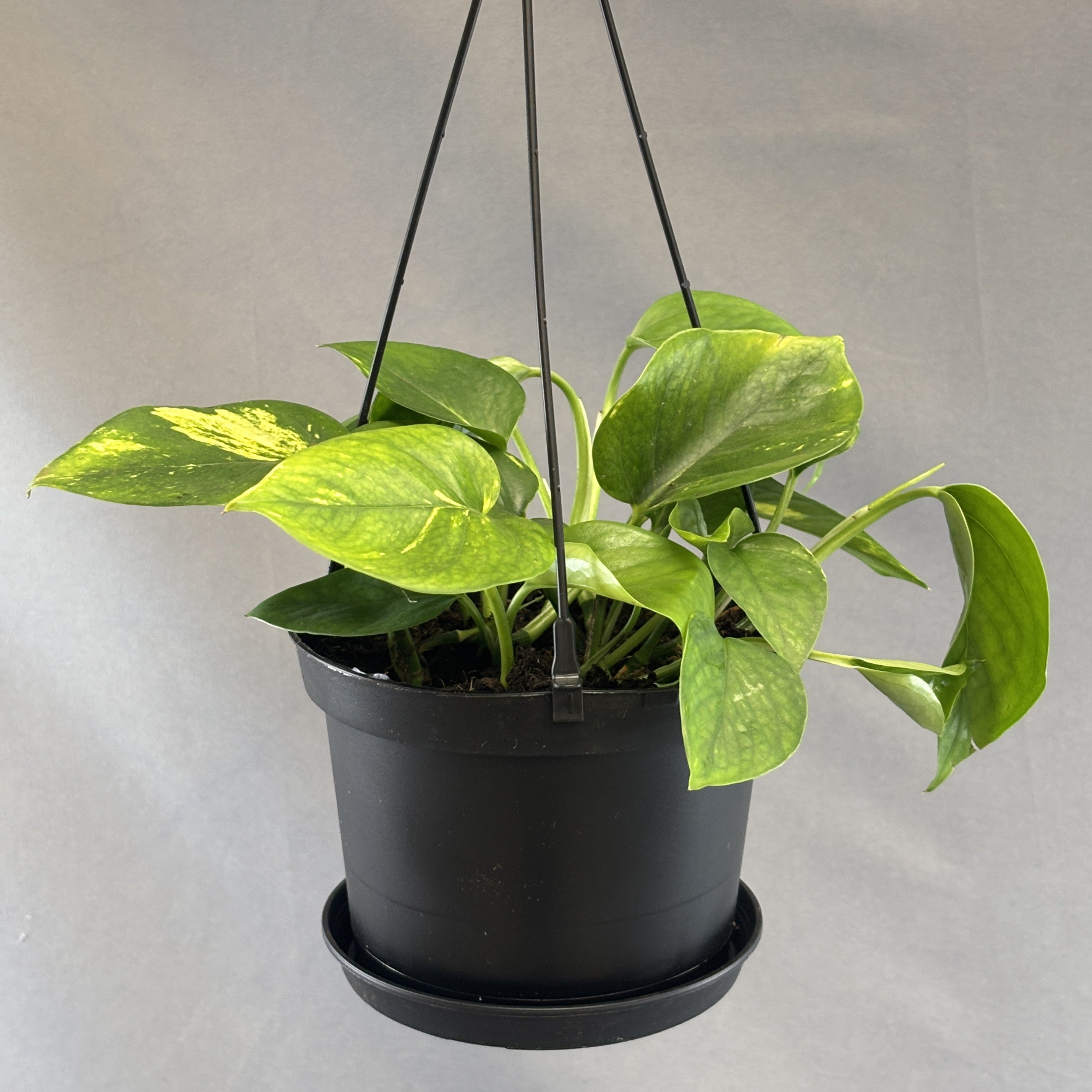 Pothos 'Hawaiian'