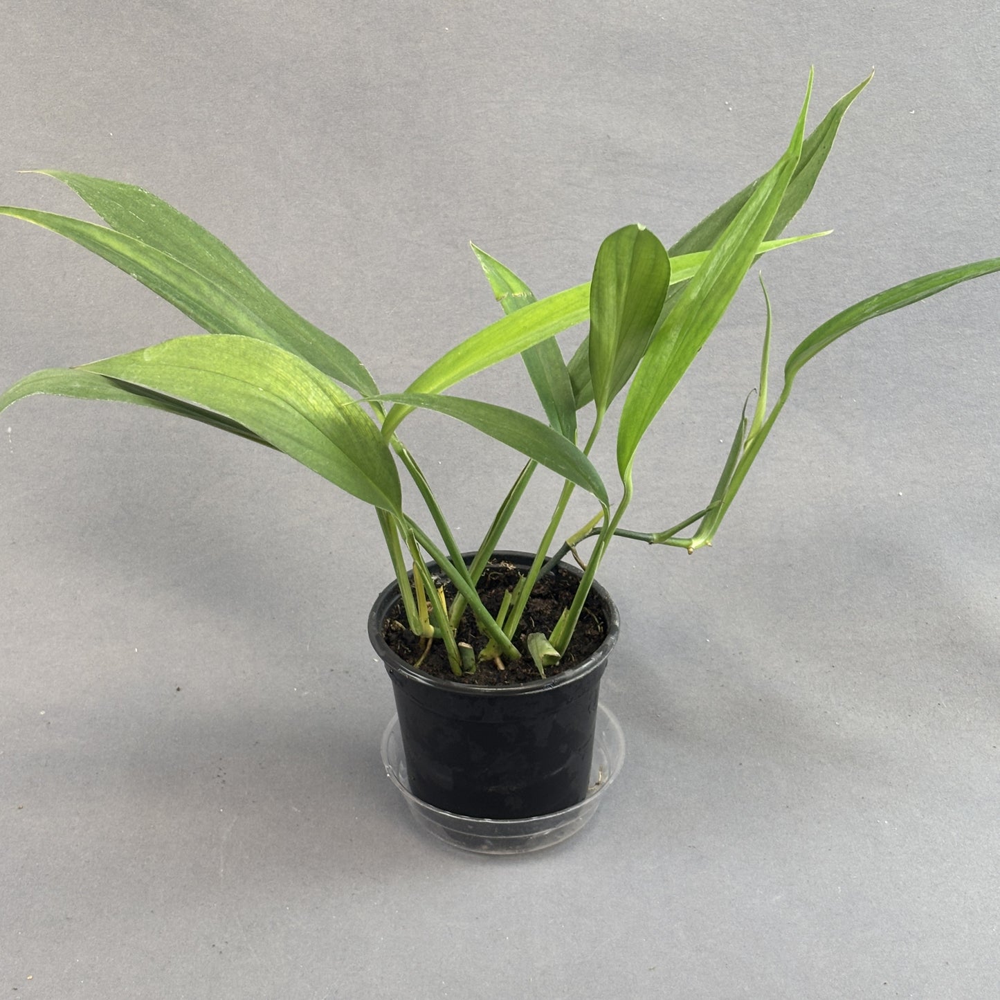 Pothos amplifolia