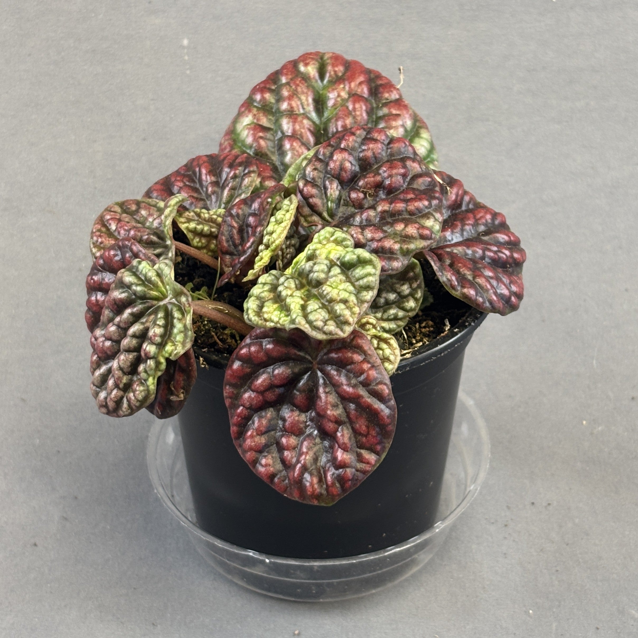 Peperomia 'Pobo Lavender'