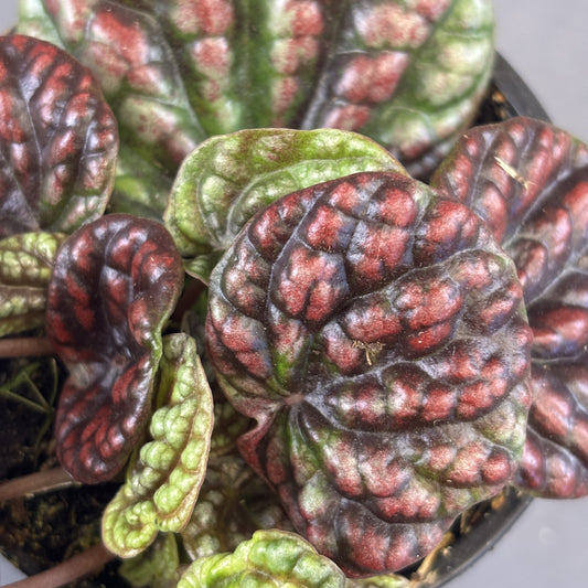 Peperomia 'Pobo Lavender'